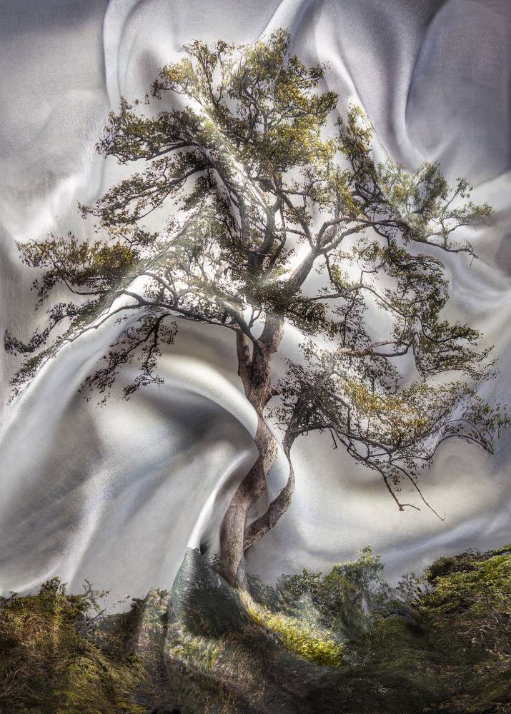 L'arbre qui a tort